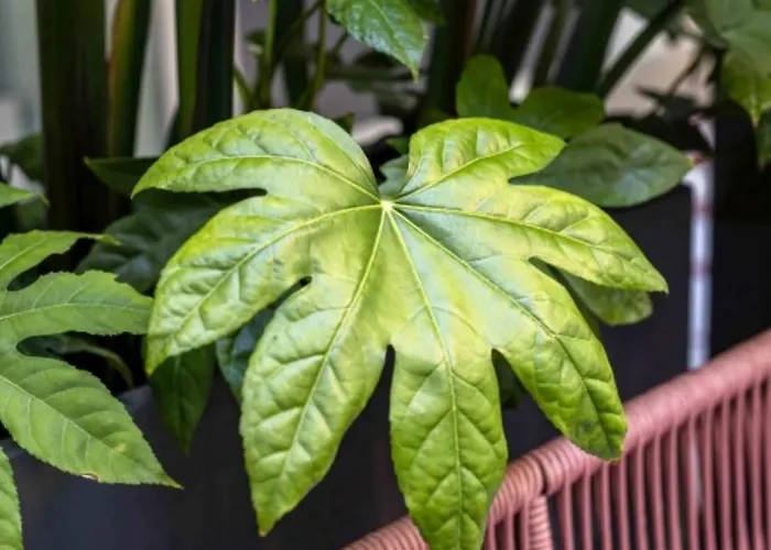 Upon Angels - Adults Only